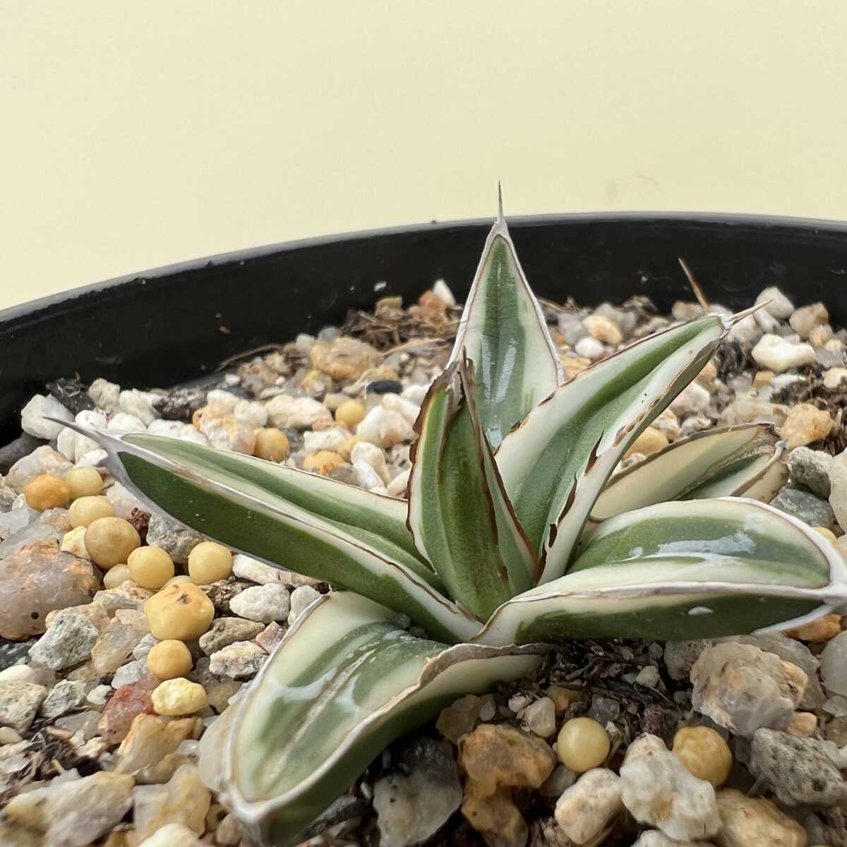 アガベ 多肉植物 氷山 MCGRADY-PLANTSJ818 -アガベ F70561976 【厳選