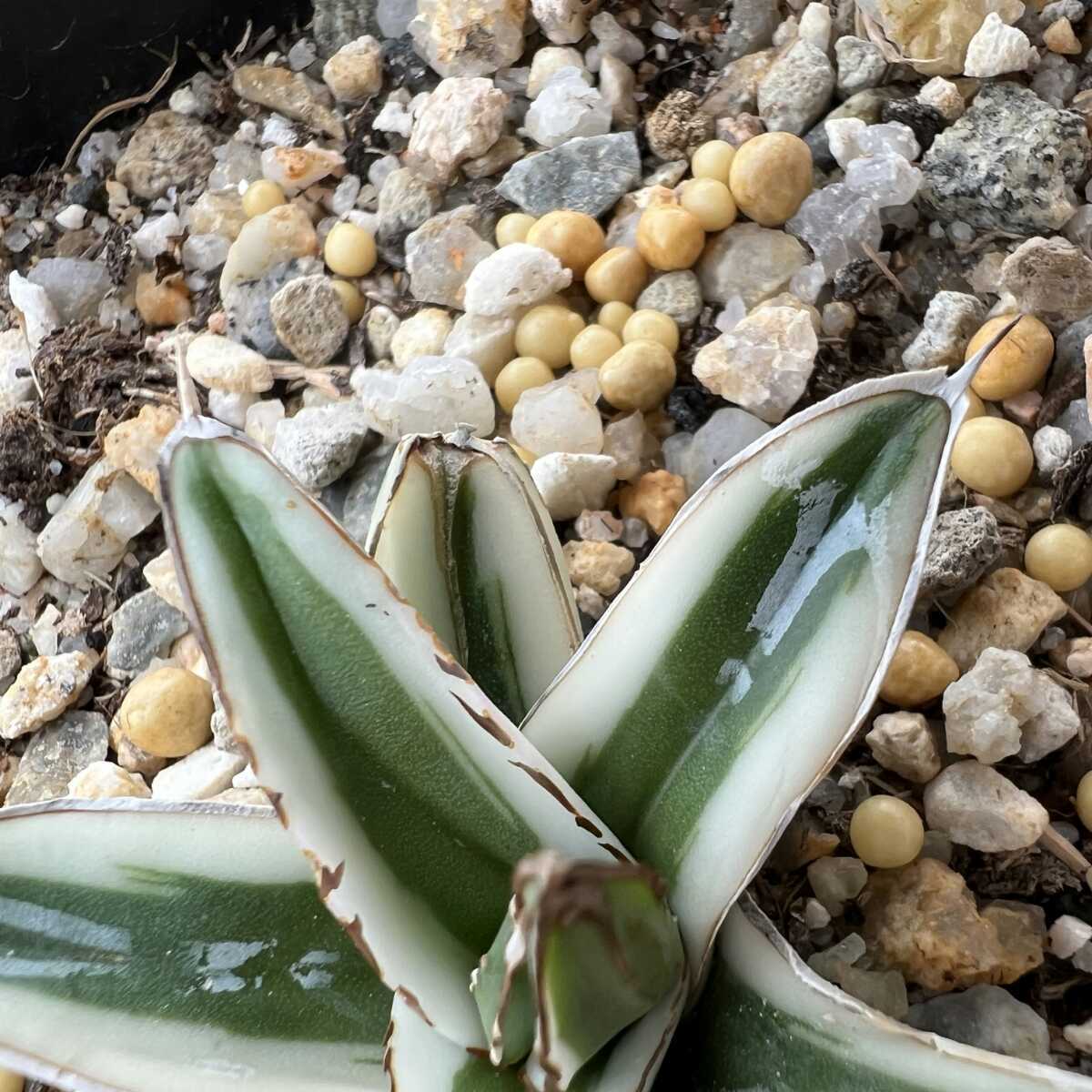 アガベ 多肉植物 氷山 MCGRADY-PLANTSJ818 -アガベ F70561976 【厳選