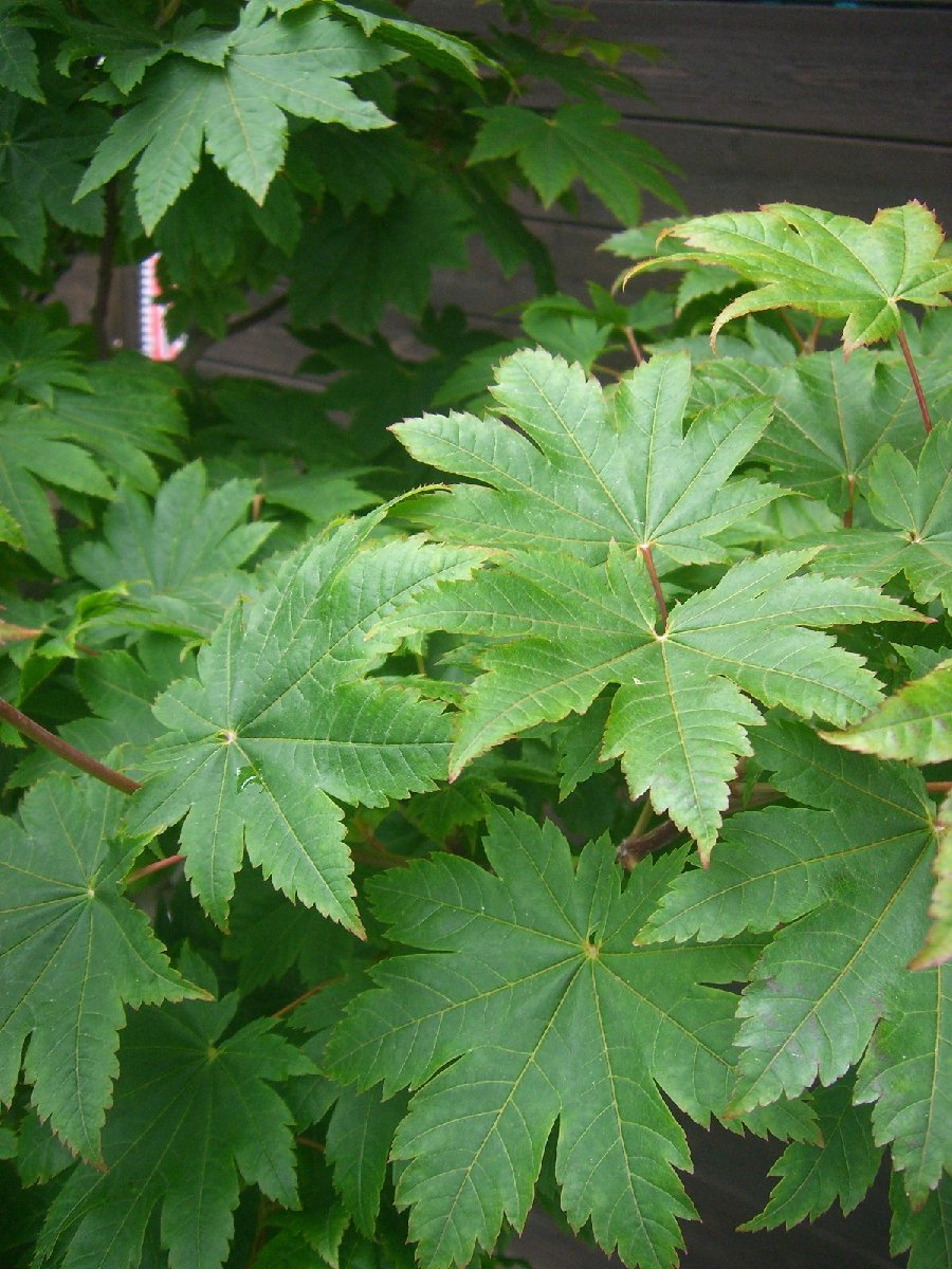 モミジとコハウチワカエデ共生株。 コハウチワカエデ カエデ・もみじ