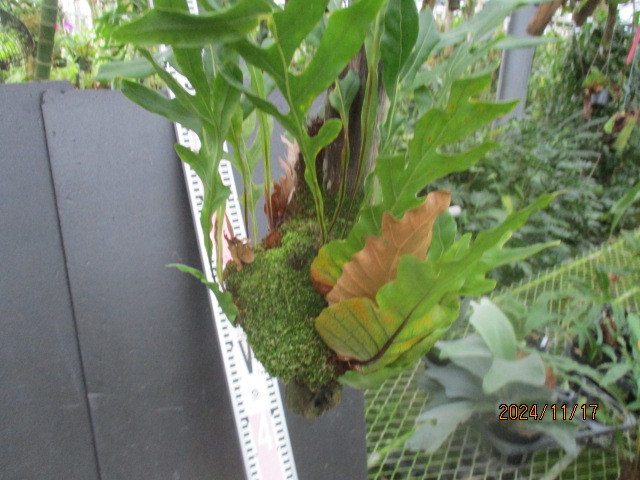 Drynaria quercifolia ドリナリア クエルシフォリア 古木着生（06）