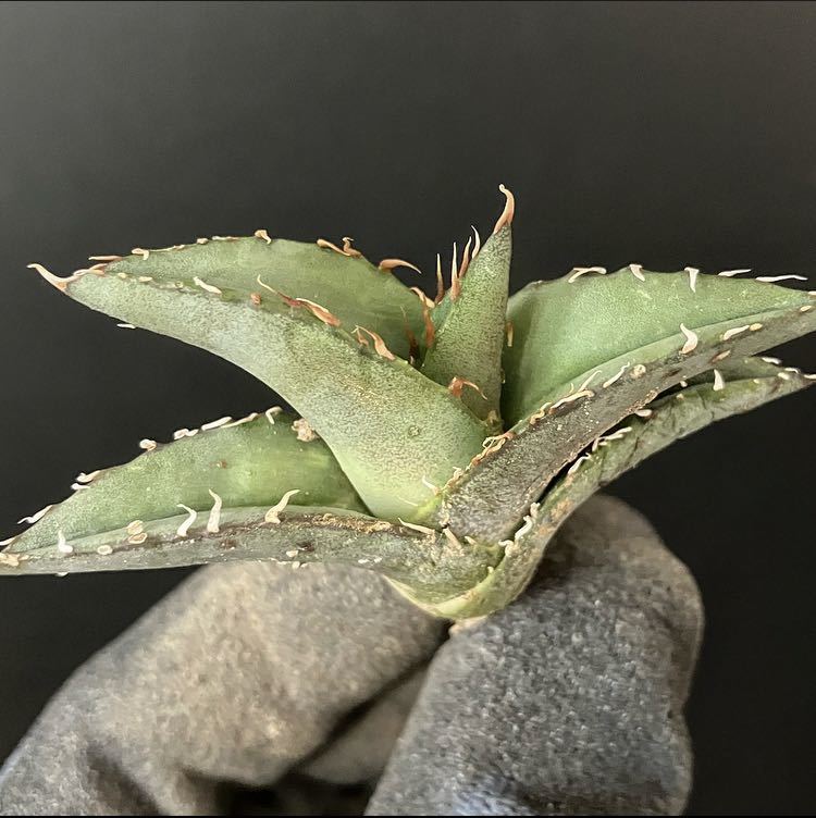 agave-isthmensis-kabutogani-v0-xoga76z07n4h1