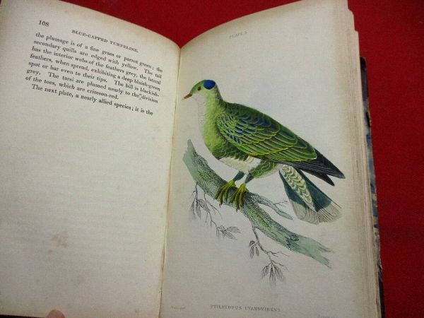  464 洋書 1835年 Naturalists Library vol.V 手彩色銅版画30枚 鳥類図鑑 和本 古書 古文書(洋書)｜売買されたオークション情報、yahooの商品情報をアーカイブ公開 - オークファン 洋書