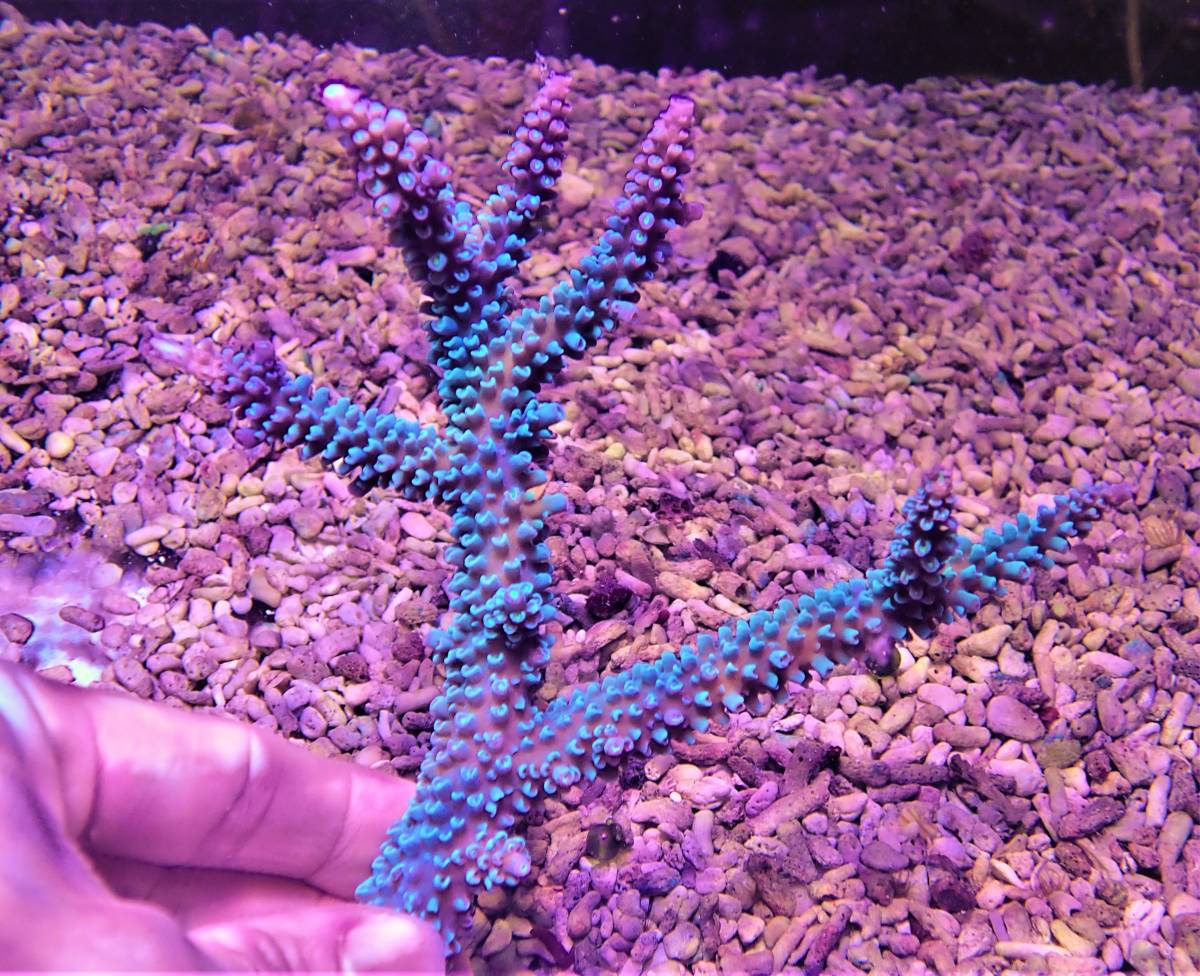 えんくん Coral Sea Japan 八重山ブランド トゲスギミドリイシ 7 ミドリイシ