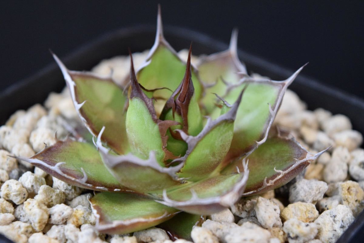 アガベ ホリダドワーフ 実生 (オテロイ、チタノタ、サボテン、多肉植物