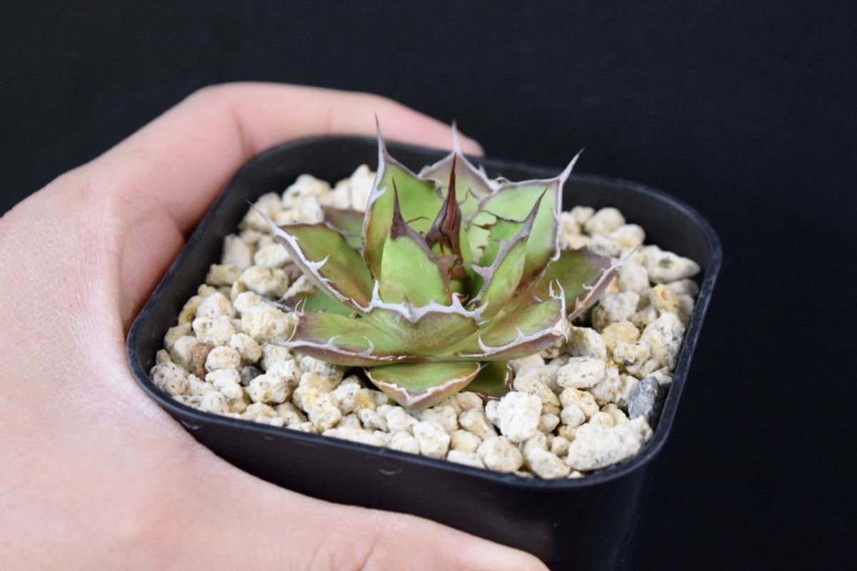 アガベ ホリダドワーフ 実生 (オテロイ、チタノタ、サボテン、多肉植物