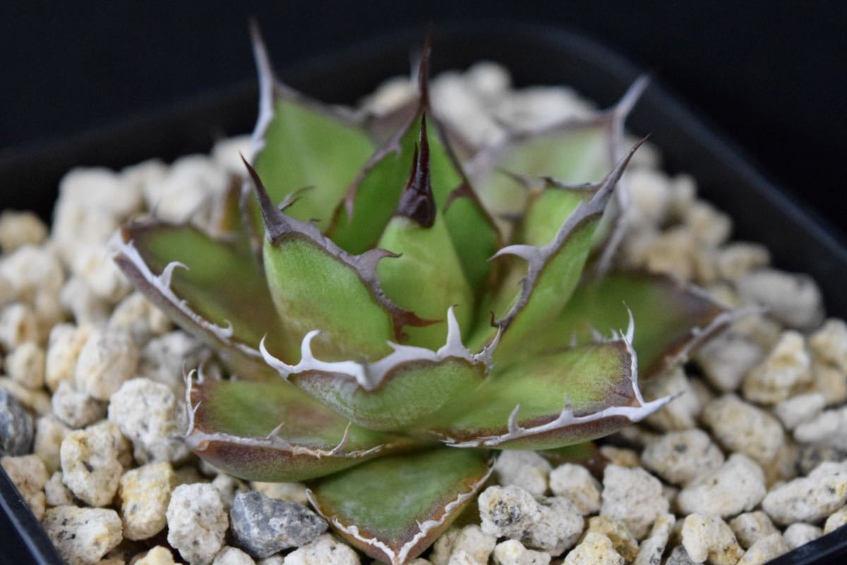 アガベ ホリダドワーフ 実生 (オテロイ、チタノタ、サボテン、多肉植物
