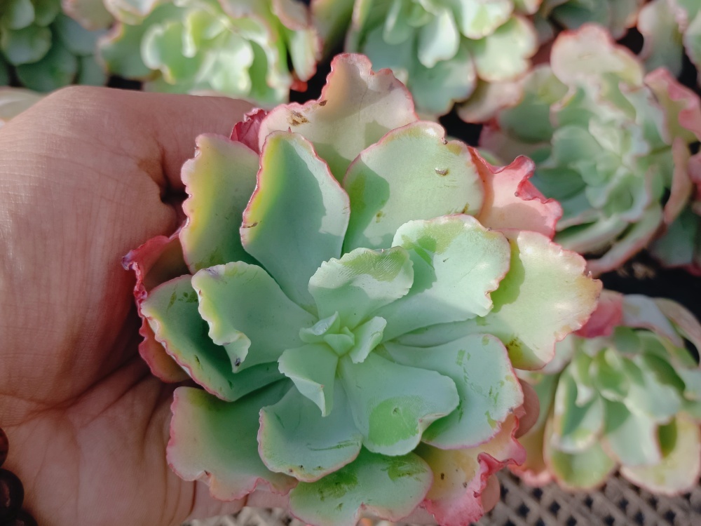 センペルビウム 多肉植物｜Yahoo 斑入り - ストライカー錦』7番 錦