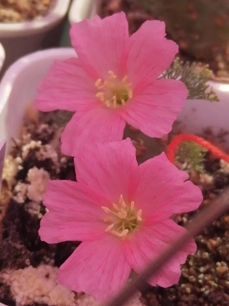 多肉植物 サルコカウロン ペニクリナム種子5粒 【公式通販】