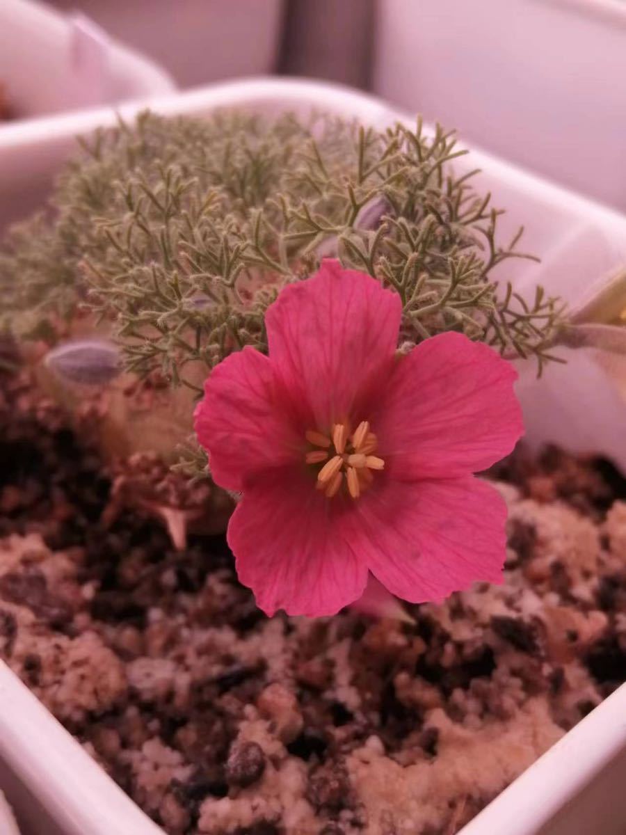 多肉植物 サルコカウロン ペニクリナム種子5粒 【公式通販】