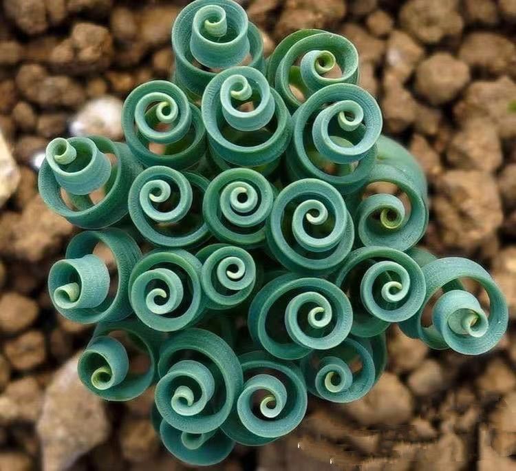 ◆サンタマリア◆実生苗　フェロカクタス　サボテン販売 フェロカクタス 実生 サンタマリア サボテン多肉植物