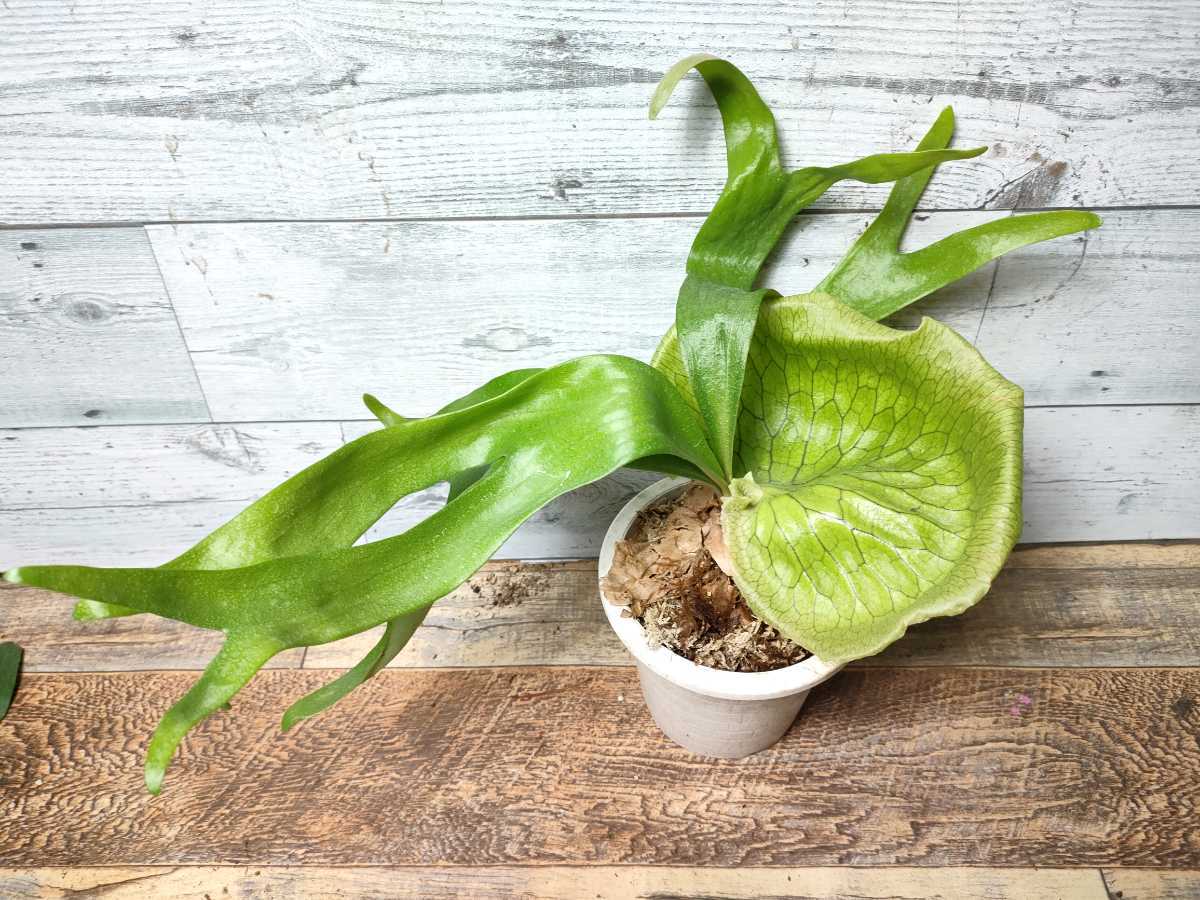 ☆1円スタート☆09 ビカクシダ 植物☆Platycerium ridleyi ☆12/17輸入☆