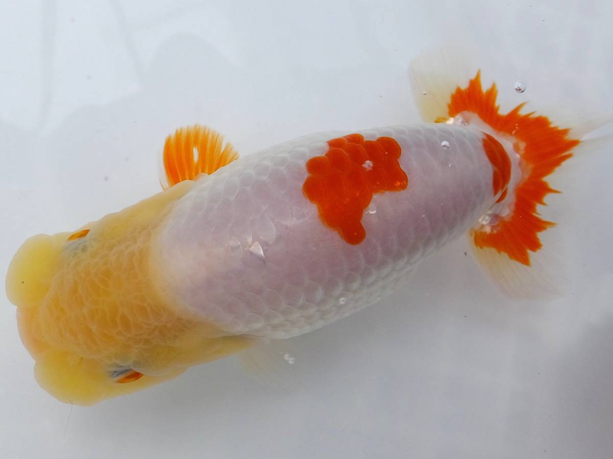 □ 名匠・秋元和男氏作仔・特選種魚・当歳・12.5㎝雌 □ R-