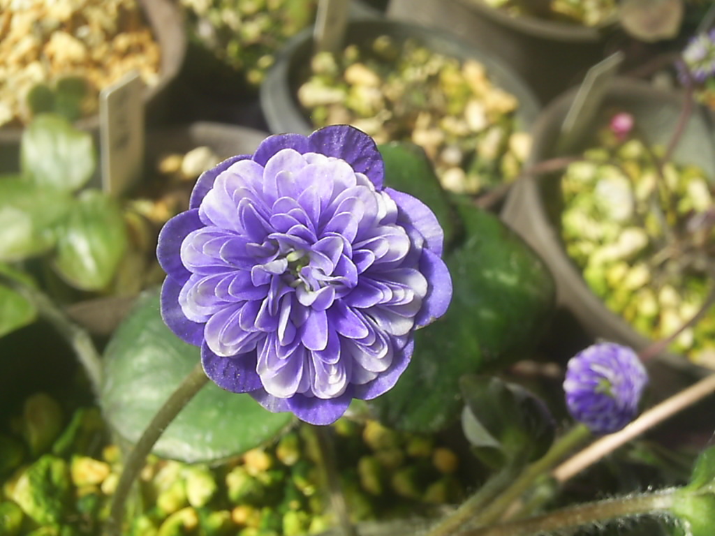 全国無料，送料無料 山野草 雪割草 華毬(鉢植え)｜売買されたオークション情報、yahooの商品情報をアーカイブ公開 - オークファン その他