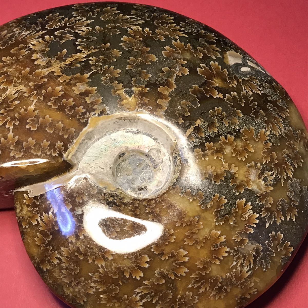 マダガスカル産 アンモナイト化石 （重量約674g /長さ約148mm）貴重