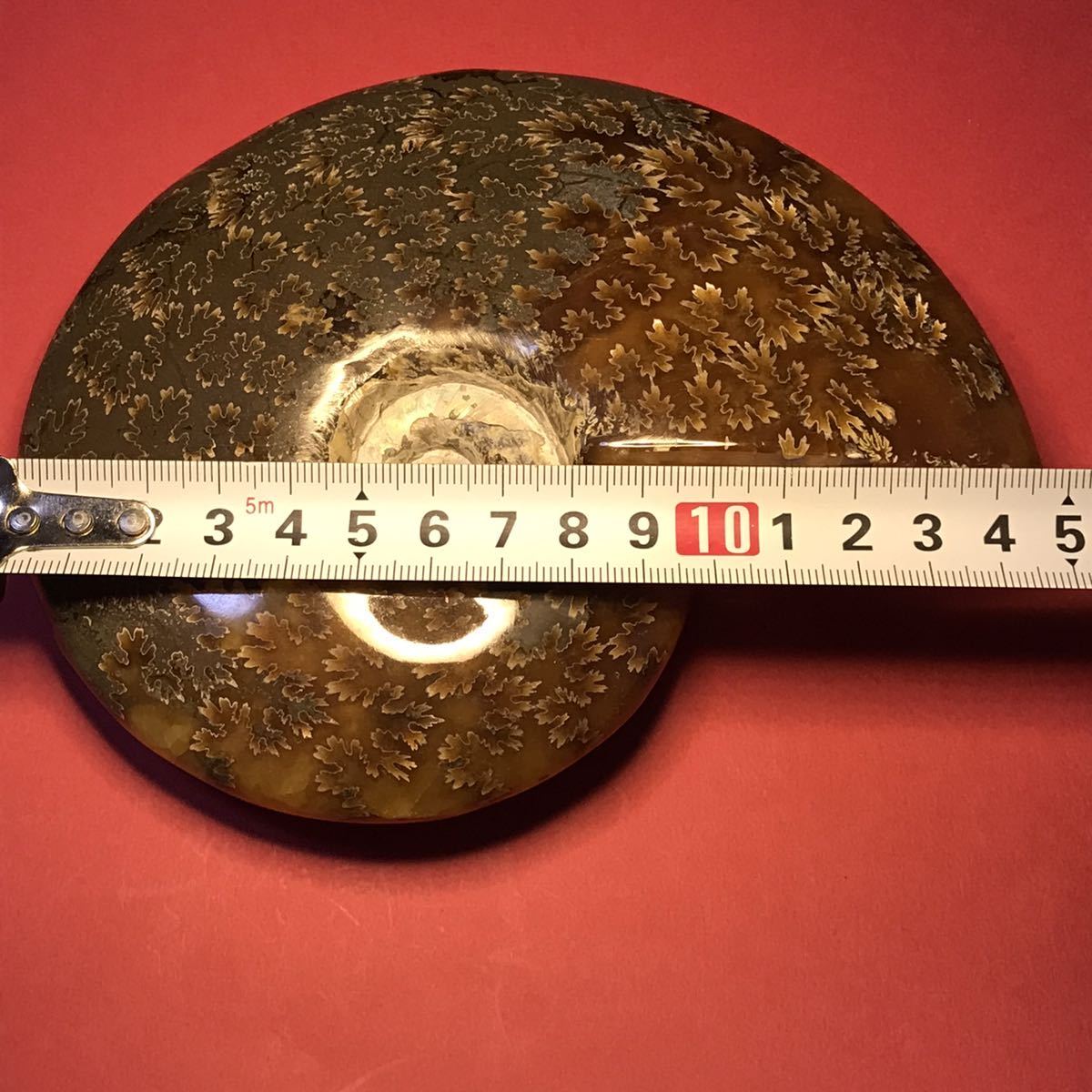 マダガスカル産 アンモナイト化石 （重量約674g /長さ約148mm）貴重