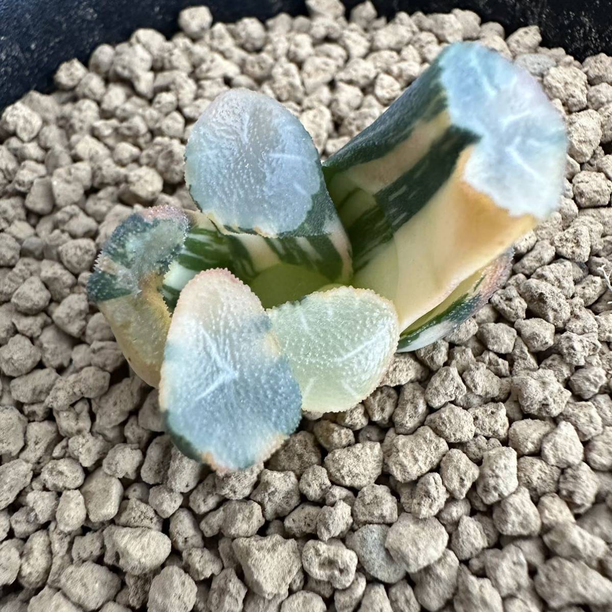 ハオルチア 多肉植物 万象 サボテン 万象錦 BP』ハオルチア Haworthia