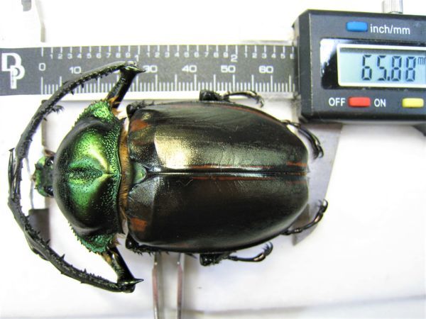 標本 中国ヤンソニーテナガコガネ♂63mm | ヤンソニーテナガコガネ