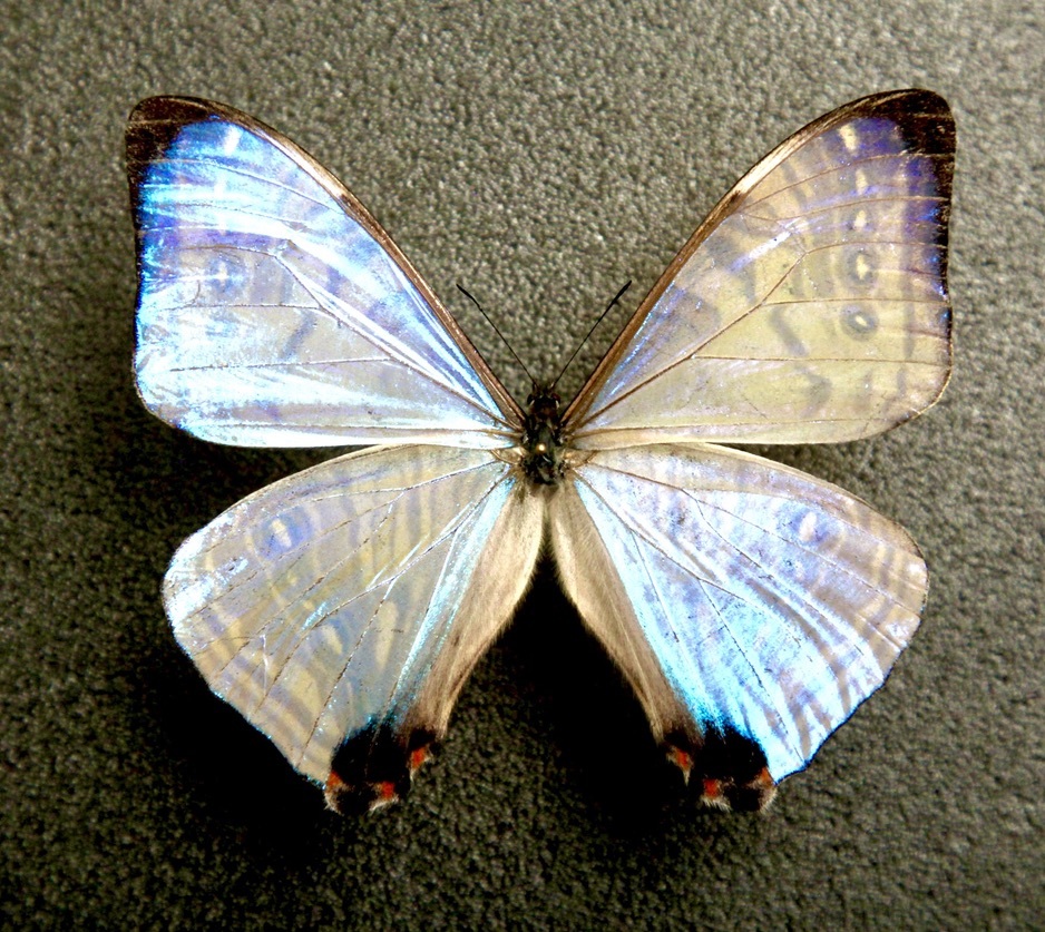 アカメガネトリバネアゲハ 外国産蝶標本 モルフォ 蝶 標本 野外採集品
