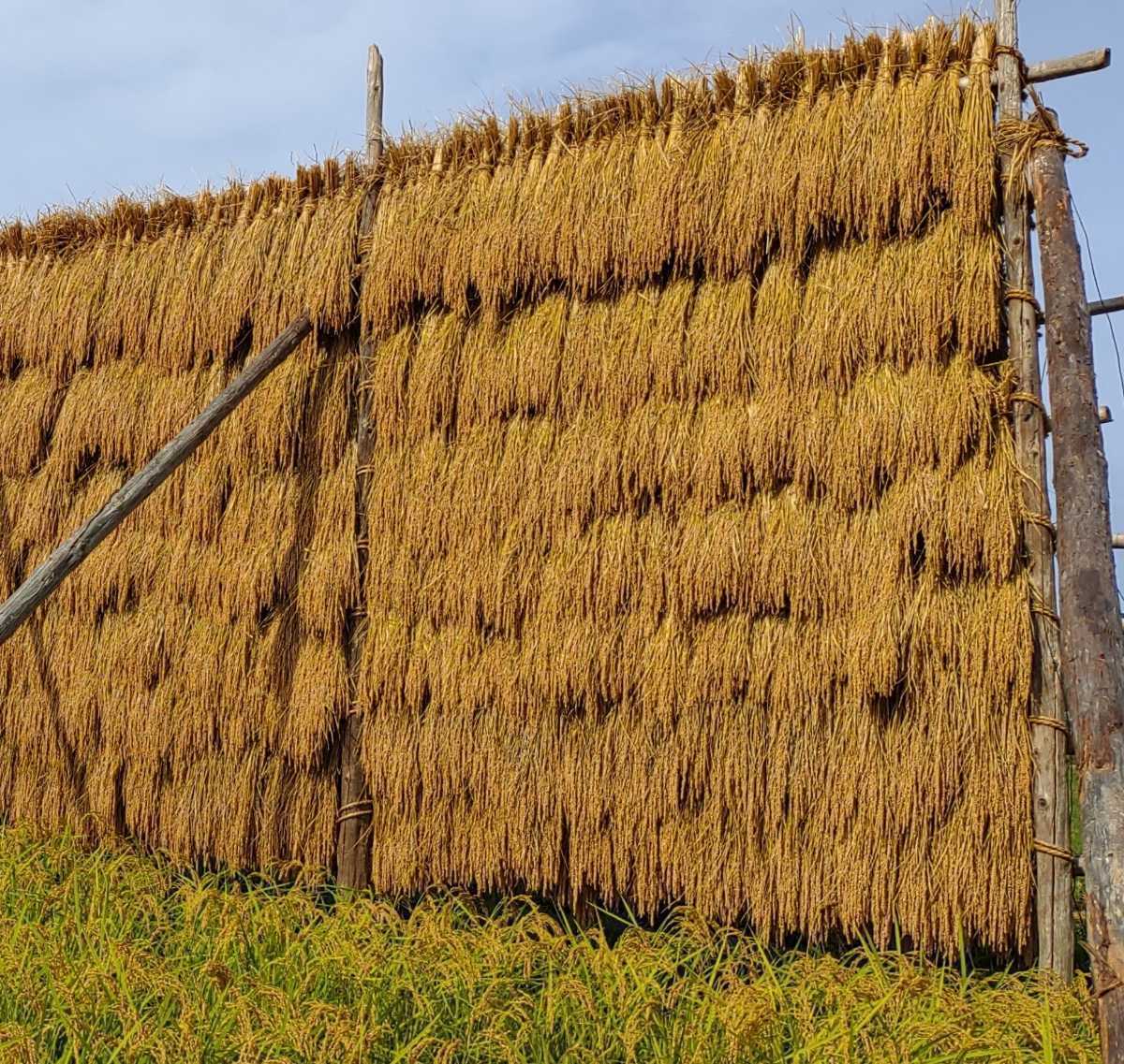 特別玄米・20キロ◎無農薬・天日干し米 食品 天日干し玄米・20㌔