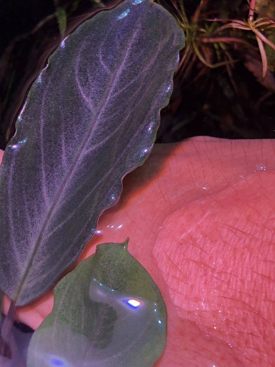  Bucephalandra sp.Pearl gray ブセファランドラ(その他)｜売買されたオークション情報、yahooの商品情報をアーカイブ公開 - オークファン その他