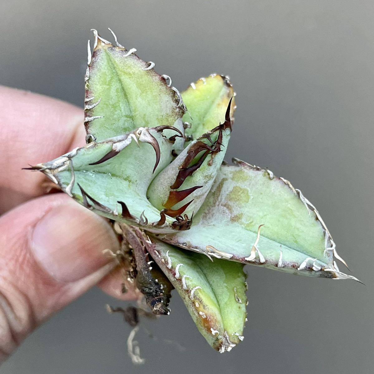 極上株 コンパクト アガベ チタノタ ブルー 実生 多肉植物 051