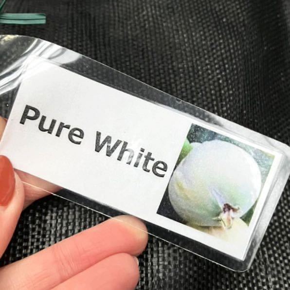 レア 国内未流通 PURE WHITE 真っ白な果皮 イチジク 穂木 さし穂 トルコ fig cuttings
