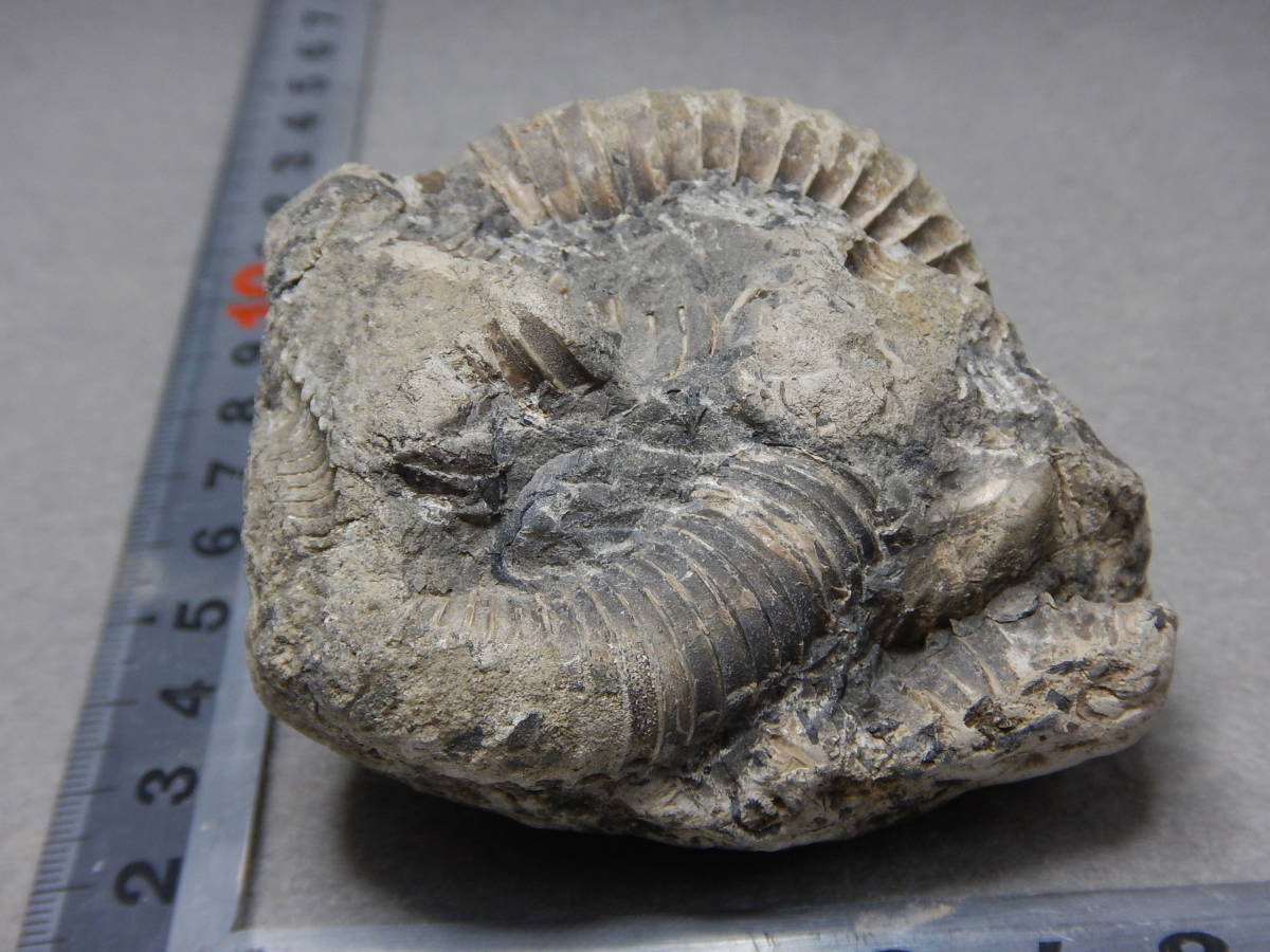 V*t様 アンモナイト化石 異常巻(283) V*t様 アンモナイト化石 異常巻(283) V*t様 アンモナイト化石 異常