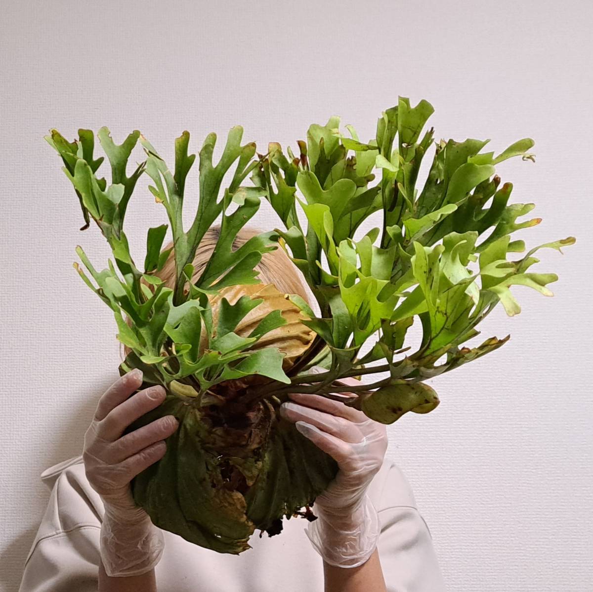 ビカクシダ 植物（大株）☆Platycerium 植物☆Platycerium ridleyi 