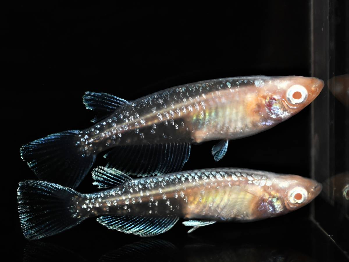 めだか 菊銀紅玉 1ペア