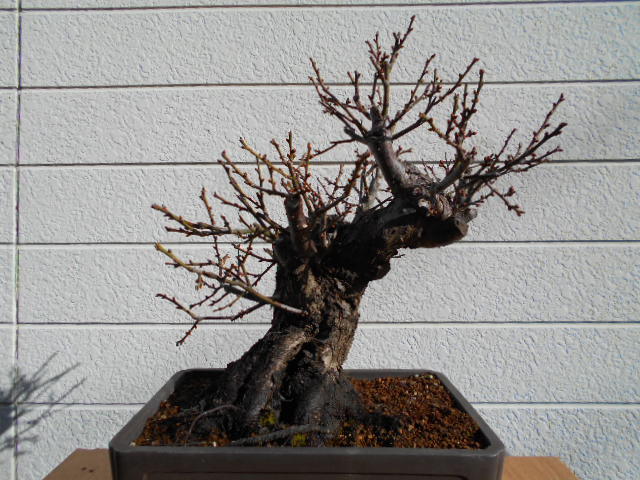 【冬至梅】樹高36.0㎝（大品盆栽）d02-22-001