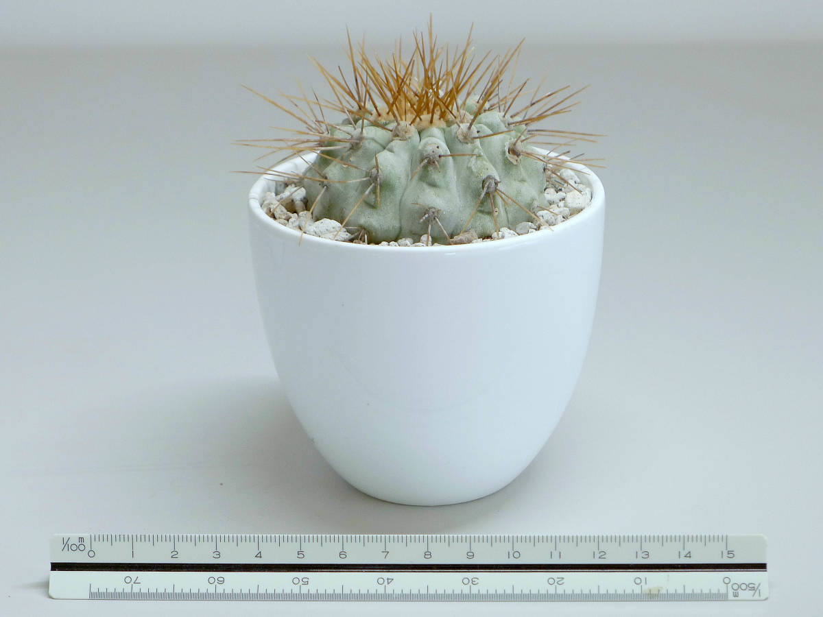 Copiapoa gigantea コピアポア・ギガンテア ギガンティア （=C