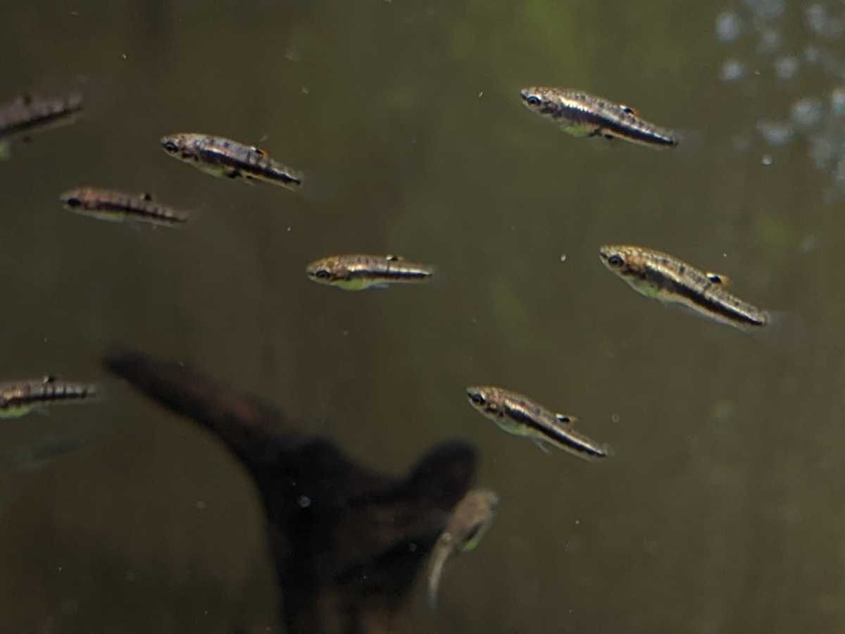 Bー43．●●ドワーフモスキートフィッシュ●●．画像の中から10匹です。