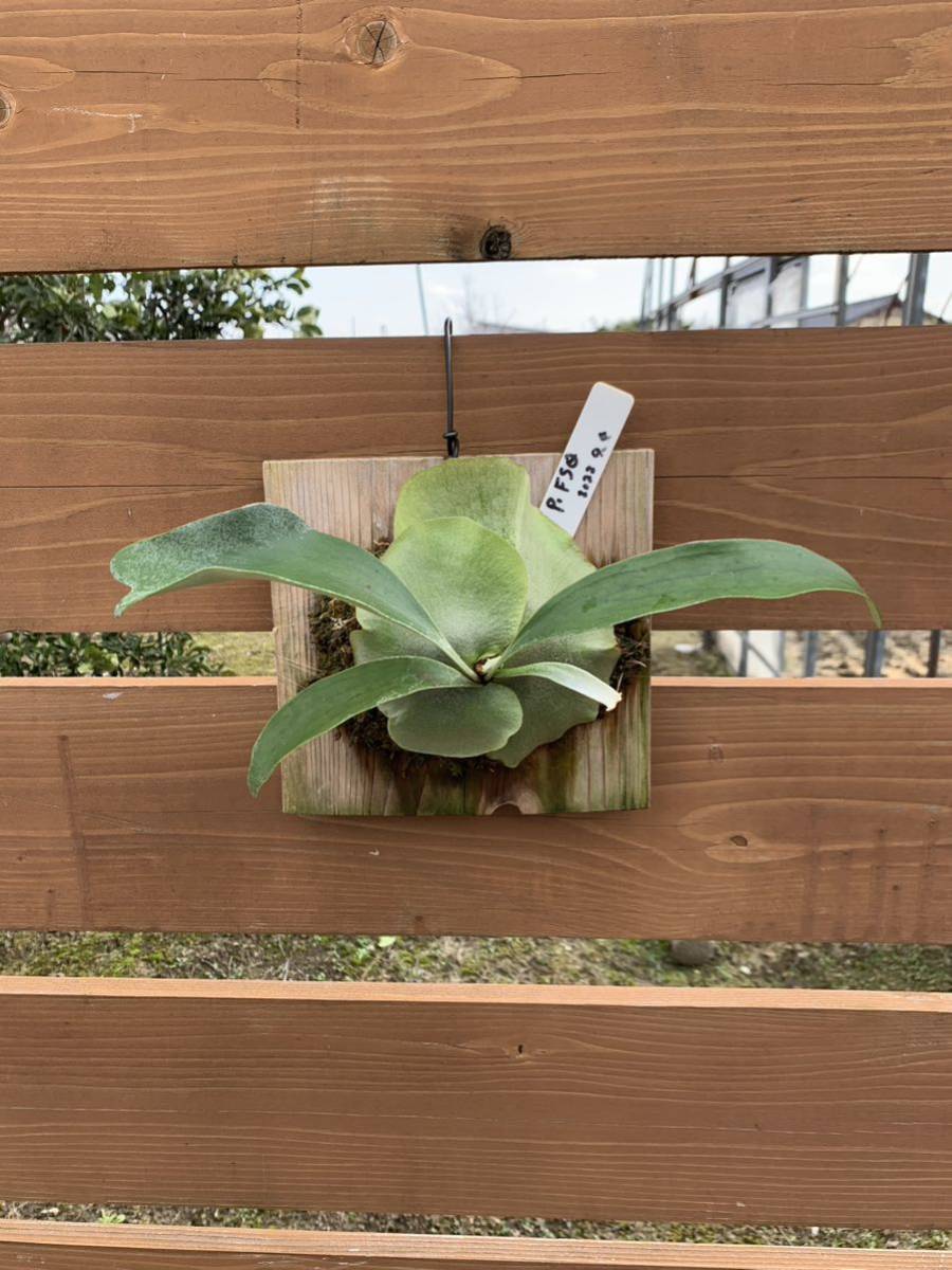 ビカクシダ P.Foongsiqi spore FSQ ビカクシダ spore FSQ 植物④ 吊り