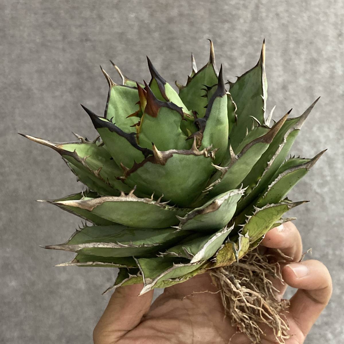 園芸ネット本店｜アガベ：チタノタ 小島白刺 アガベ 5号鉢植え23-01 の 