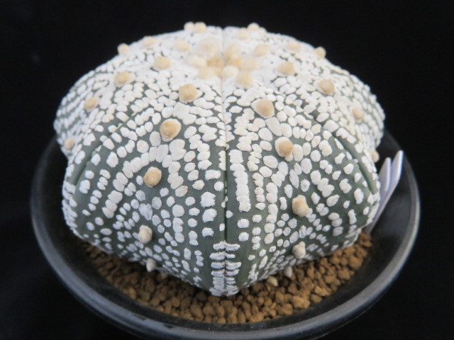 １０．ヒトデ型　ミラクル兜　サボテン　多肉植物