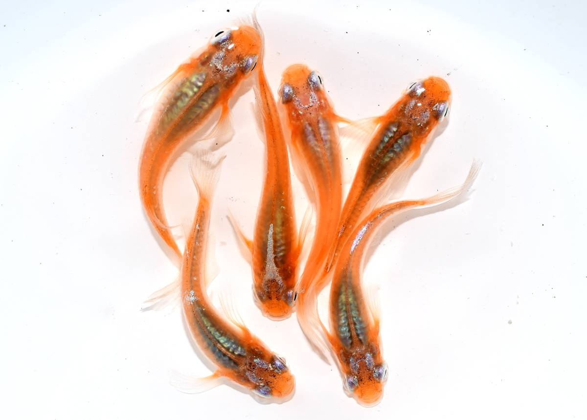 ◆◆m-style・現物出品　～　水神（卑弥呼×深海）　～　3ペア　◆◆ H-5