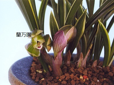 ★☆蘭万園★☆中国春蘭 白覆輪荷花弁「光宮」 中上木 3本立//春蘭、寒蘭、長生蘭、万年青、中国蘭、古典園芸、東洋蘭//