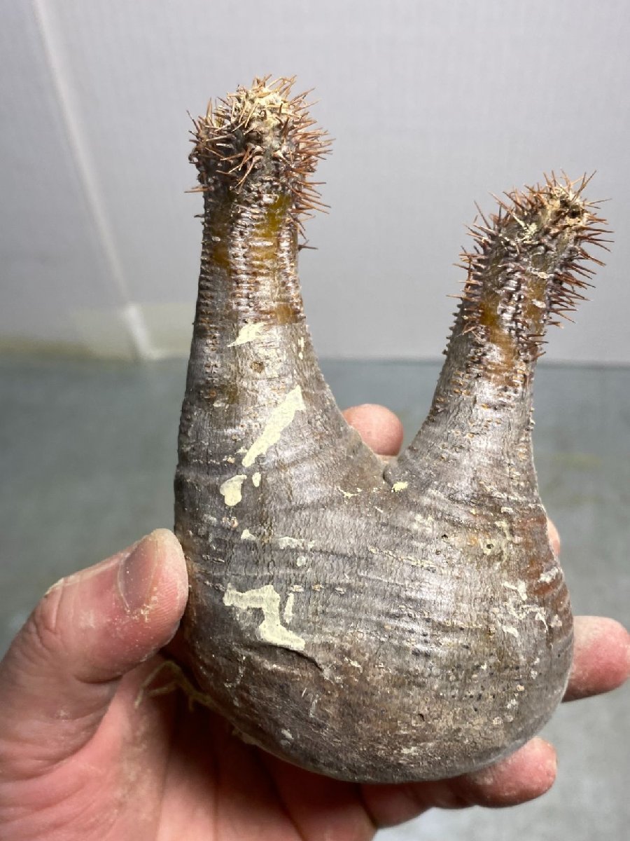 オ102 「現地」パキポディウム グラキリス S 抜き苗【塊根植物