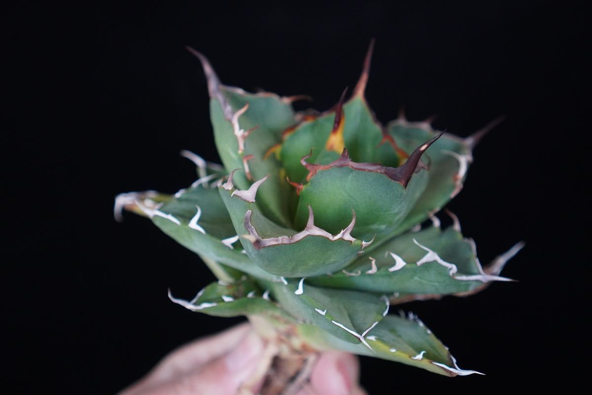 12 □Agave Titanota □イラン産□アガベ チタノタ□ノーネーム