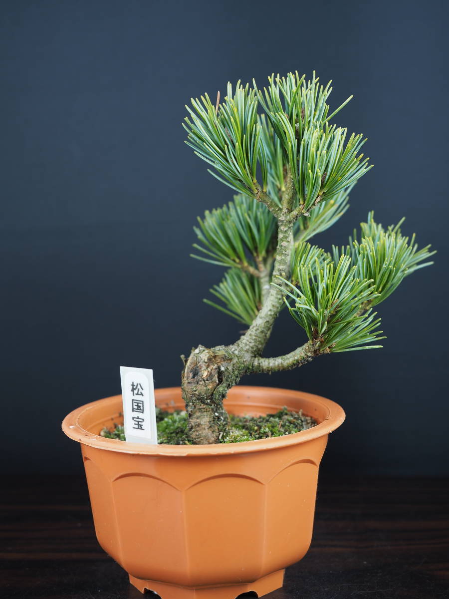 五葉松　松国宝