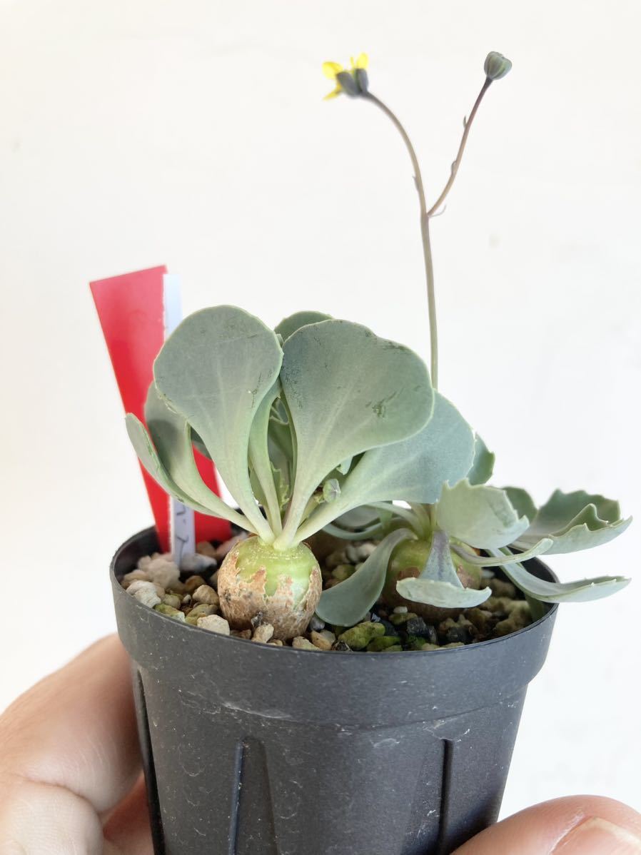 オトンナ カカリオイデス 3本セット 塊根 塊根植物 オトンナ Othonna