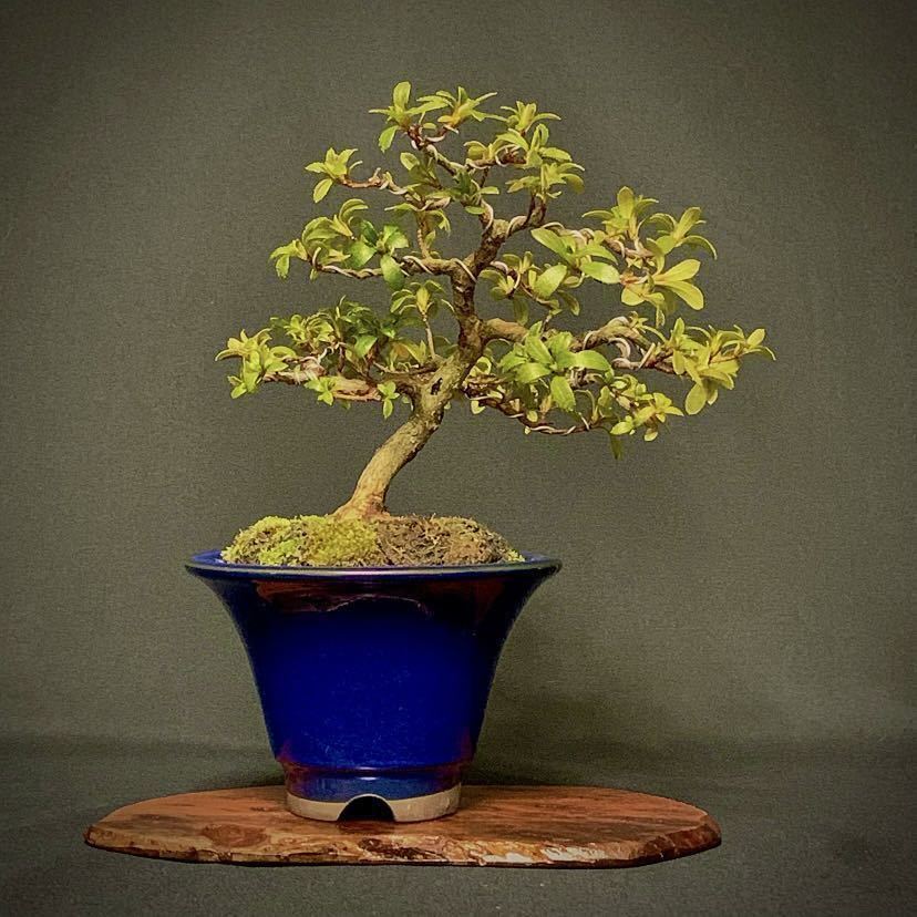 ★さつき 皐月 小太郎 樹高14cm 咲き分け 優良素材 小品 ミニ 盆栽 可愛らしい樹です 松 真柏 もみじ 楓 桜 梅 松柏 雑木 花物 実物 苔★