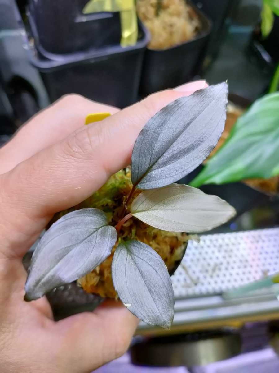 Homalomena sp. Sapphire Velvet KN便 ホマロメナ sp サファイア