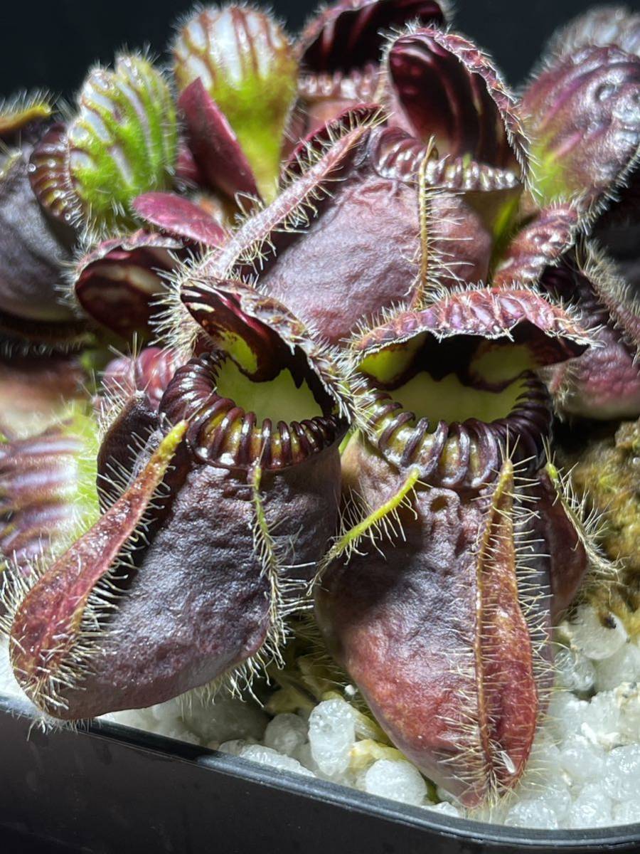 Cephalotus German follicularis オリジナル #02 CC Cephalotus