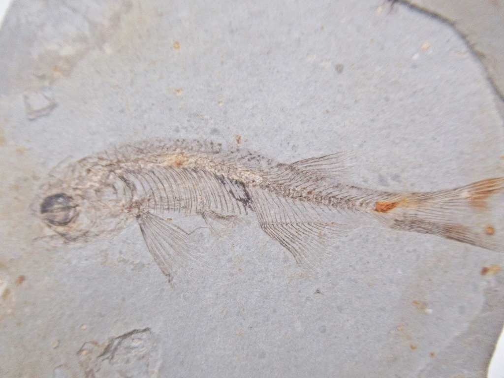 ◇[A215]魚化石 狼鰭魚 LYCOPTERA(リコプテラ) 約一億三千万年前 産地
