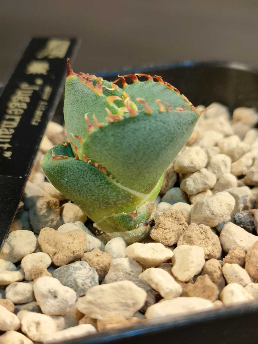 hiiro 稀少 子株付き 天芽 アガベ 純血ジャガーノート 子株 agave 