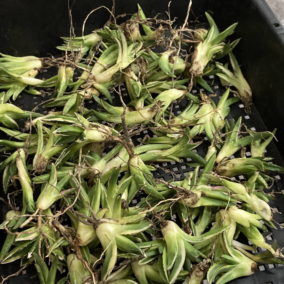 龍門アガベ 特選 多肉植物 輝山 笹の雪 鮮明な黄色斑 親株出品 R011-