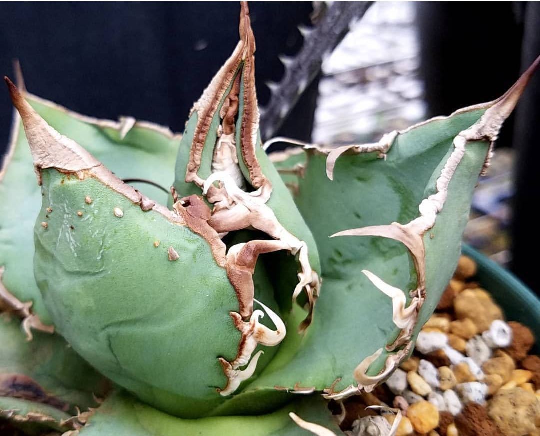 チタノタスタッズ裏棘☆表棘☆親株☆ブツブツ☆ -NS- アガベ チタノタ