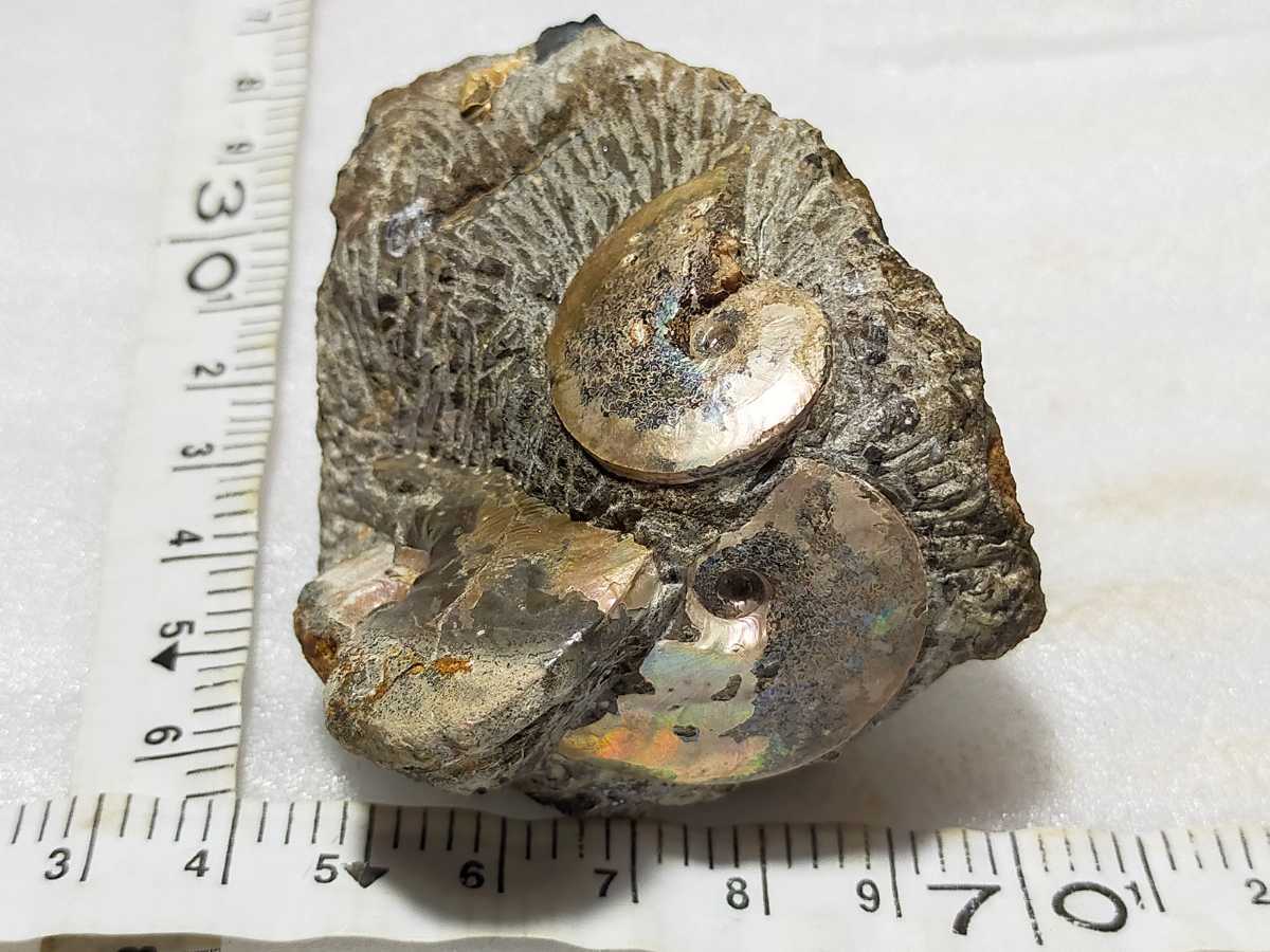 遠別産 原石 YMS STONE 北海道の化石メタプラセンチセラス | SHOP 鉱物