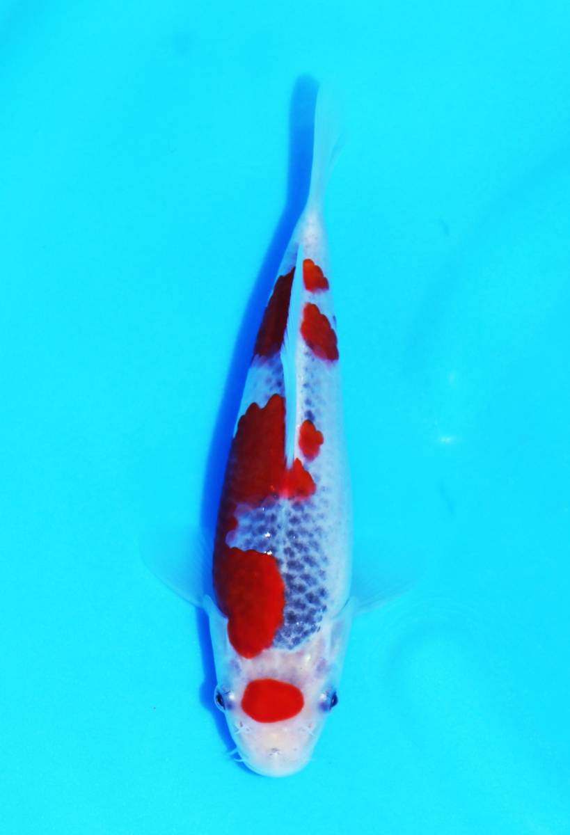 【革新鯉】No.40　新しい風が吹く　金太郎錦鯉産　五色　当歳　雄雌不明　１６㎝　生産証明書発行可能